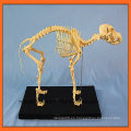 Modelo de esqueleto vendedor caliente del perro para la educación